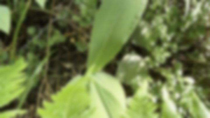 MY FOREST FITNESS SESSION IN THE SUN   — Maria Mist